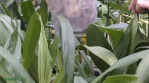 В гостях у наших соседей. Импортфлора.