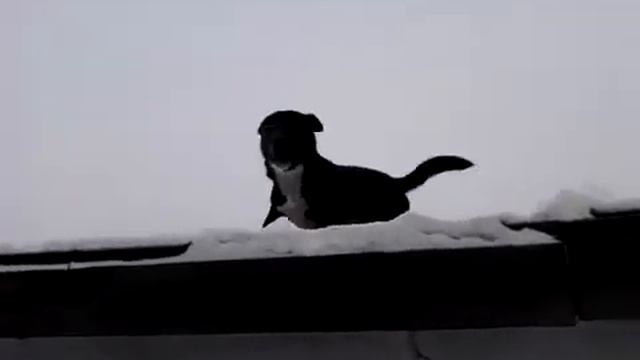 Собака на крыше смотреть онлайн