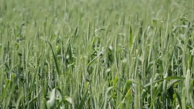 الزراعة....أصل ...الحضارة...🌏🚶L'agriculture ... l'origine de la civilisation смотреть онлайн