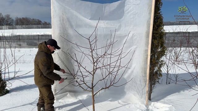 Весенняя обрезка яблони в полях Егорьевского питомника Никитенко Александра. смотреть онлайн