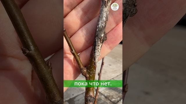 Болезни плодовых деревьев #shorts смотреть онлайн