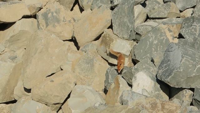 Лисичка на строительстве Керченского моста (ч.2). 01.2018 смотреть онлайн