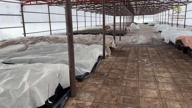 Егорьевский питомник Никитенко Александра. Готовим розы к весне смотреть онлайн