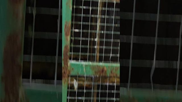 Поход в Иркутский зоосад, Ботанический сад ИГУ в летом 2024 г.