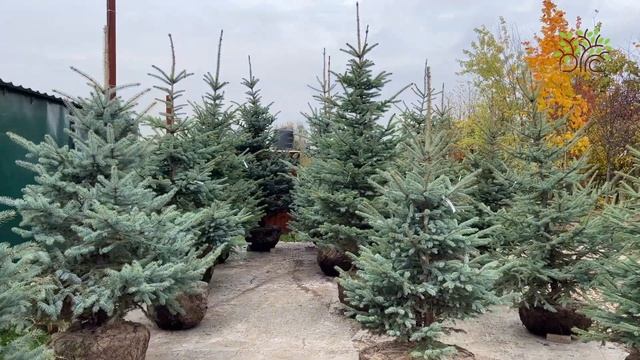 Ель голубая Глаука в Егорьевском питомнике Никитенко Александра смотреть онлайн