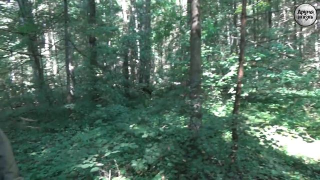 Пионерская зорька! смотреть онлайн