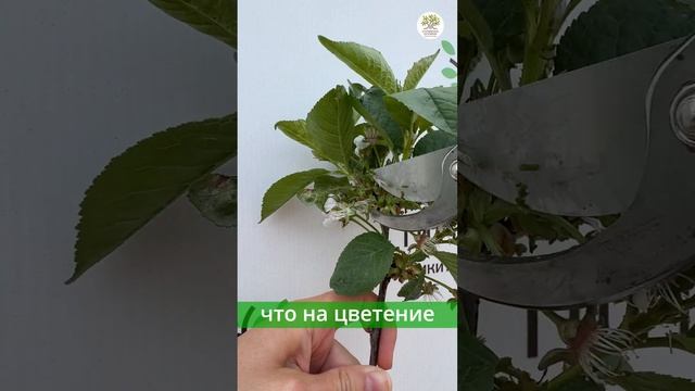 Частая ошибка садоводов при посадке саженцев #shorts #огород #дача #сад смотреть онлайн