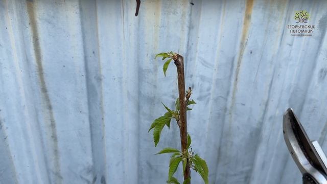 Элемент летней обрезки от агронома Егорьевского питомник Никитенко Александра смотреть онлайн