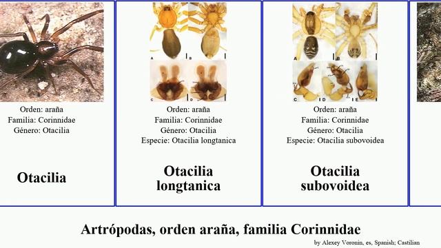 Artrópodas, orden araña, familia Corinnidae otacilia animal lynx arthropoda gracilis pacificus смотреть онлайн