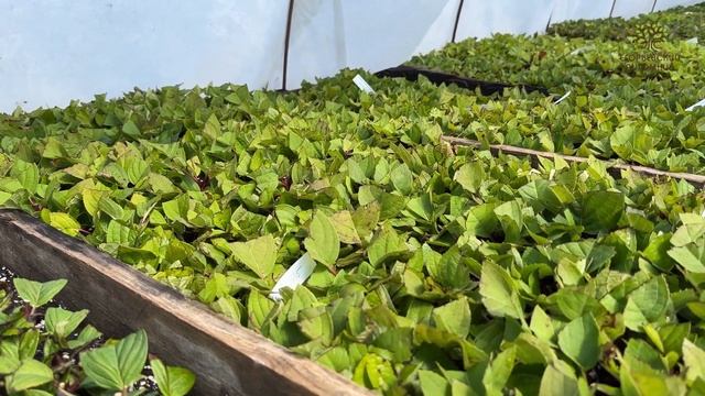 Ассортимент гортензий в Егорьевском питомнике Никитенко Александра смотреть онлайн