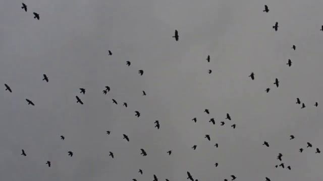 Биоакустический отпугиватель птиц Коршун смотреть онлайн