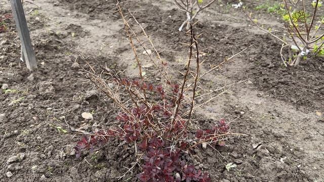 Проблема барбарисов в Подмосковье смотреть онлайн
