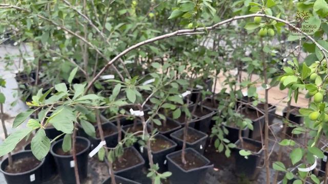 Молодая слива дала 31 плод в садовом центре Егорьевского питомника Никитенко Александра смотреть онлайн