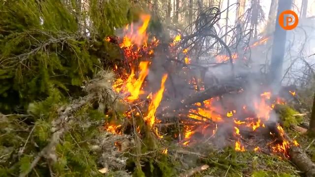 Сегодня в Костроме чествовали работников лесного хозяйства смотреть онлайн