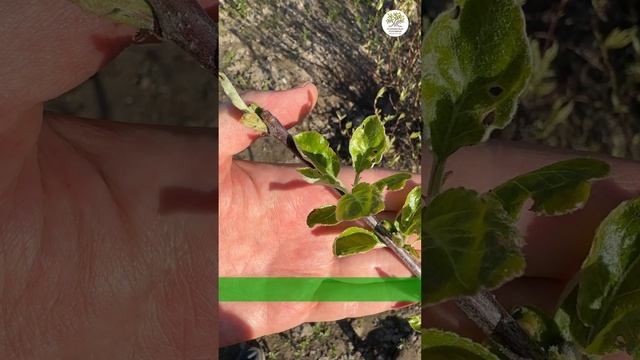 Можно ли обрезать деревья в мае от агронома #shorts #огород #дача #сад #обрезка смотреть онлайн