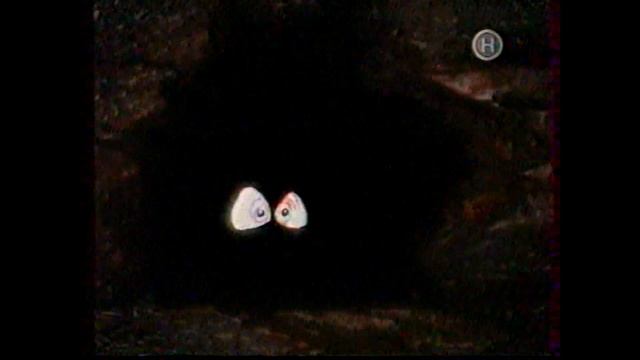 ПЕРЕЗАЛИВ. Реклама; редкий логотип (Новый канал, 2002) смотреть онлайн