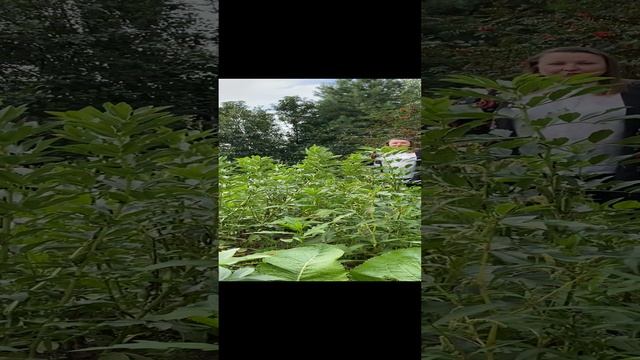 Урожай бобовых.