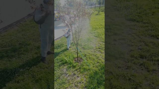 ArboPacific #vladivostok #владивосток #arborist #ms500i #riging #djimini3 #stihl смотреть онлайн