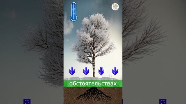 У вас мерзнут деревья из-за этой ошибки! #shorts #сад #дача #огород смотреть онлайн