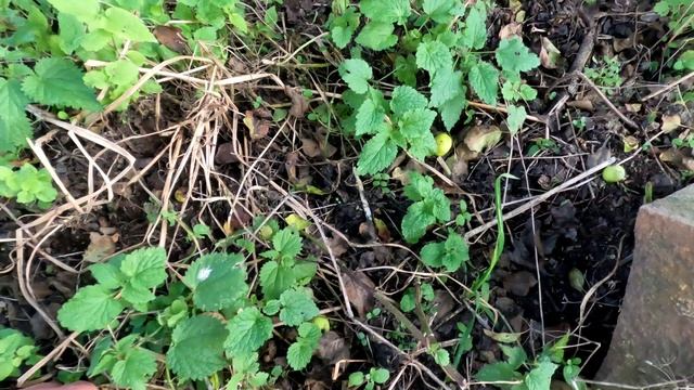 Нижний Оздик .#Ингушетия