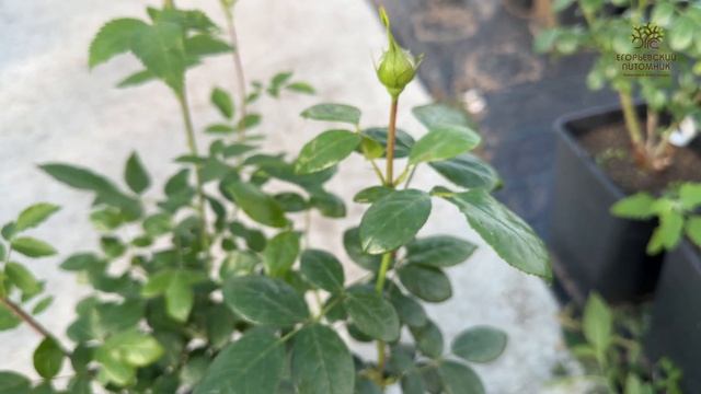 7 листочков. Роза или уже шиповник? Отвечает агроном Егорьевского питомника Никитенко Александра смотреть онлайн