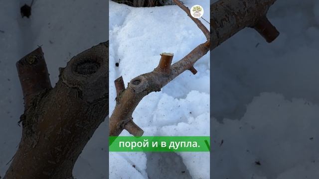 Весенняя обрезка, 15 ошибок, часть 2 #shorts смотреть онлайн