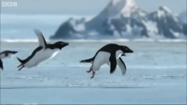 Almighty penguin made penguins fly! смотреть онлайн