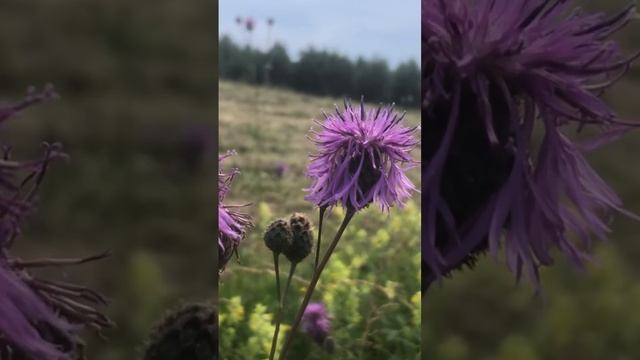 Закулисье смотреть онлайн