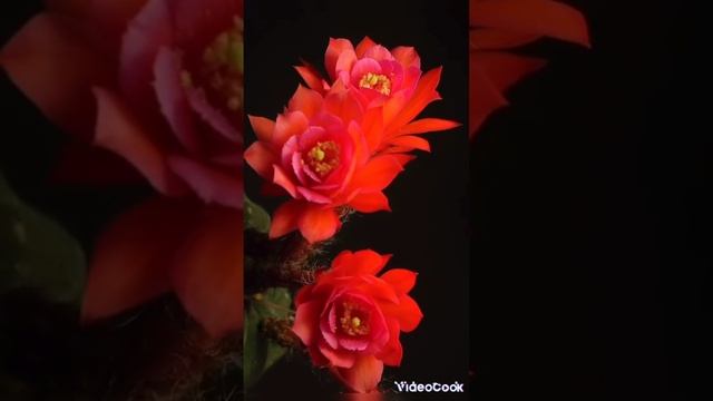 бесаме мучо смотреть онлайн