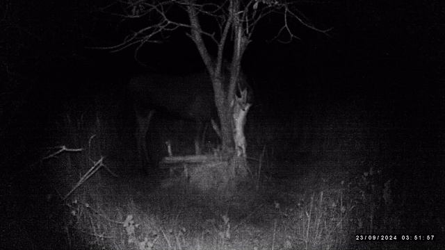 Призрак проследовал за лосём смотреть онлайн