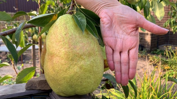 Груша Дельбарью (рекордный вес 1.116 грамм)