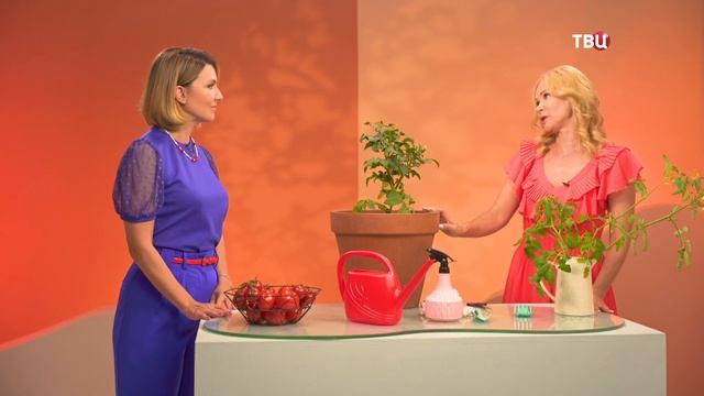 Выращиваем томаты. Советы от эксперта смотреть онлайн