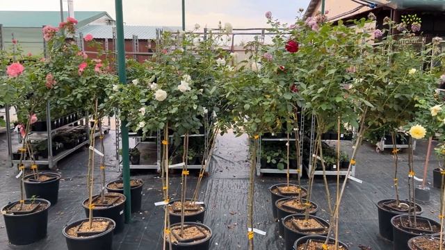 Садовый центр в августе в Егорьевском питомнике Никитенко Александра смотреть онлайн