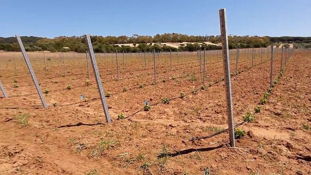 IMPIANTO DI UN NUOVO VIGNETO EP. 6: I pali di testata e gli ancoraggi. смотреть онлайн