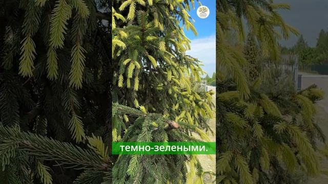 Ель с жёлтой хвоей. Ауреоспиката #shorts #сад #дача #ель смотреть онлайн