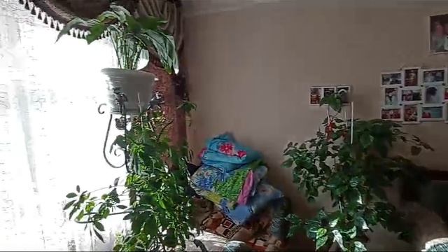 Климова 54 #11520247 смотреть онлайн