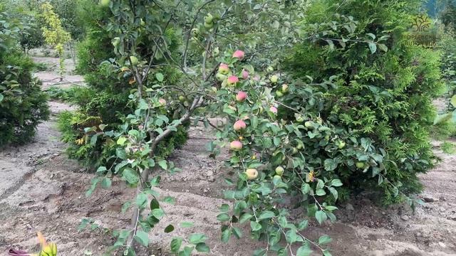 Нормирование урожая в полях Егорьевского питомника Никитенко Александра смотреть онлайн