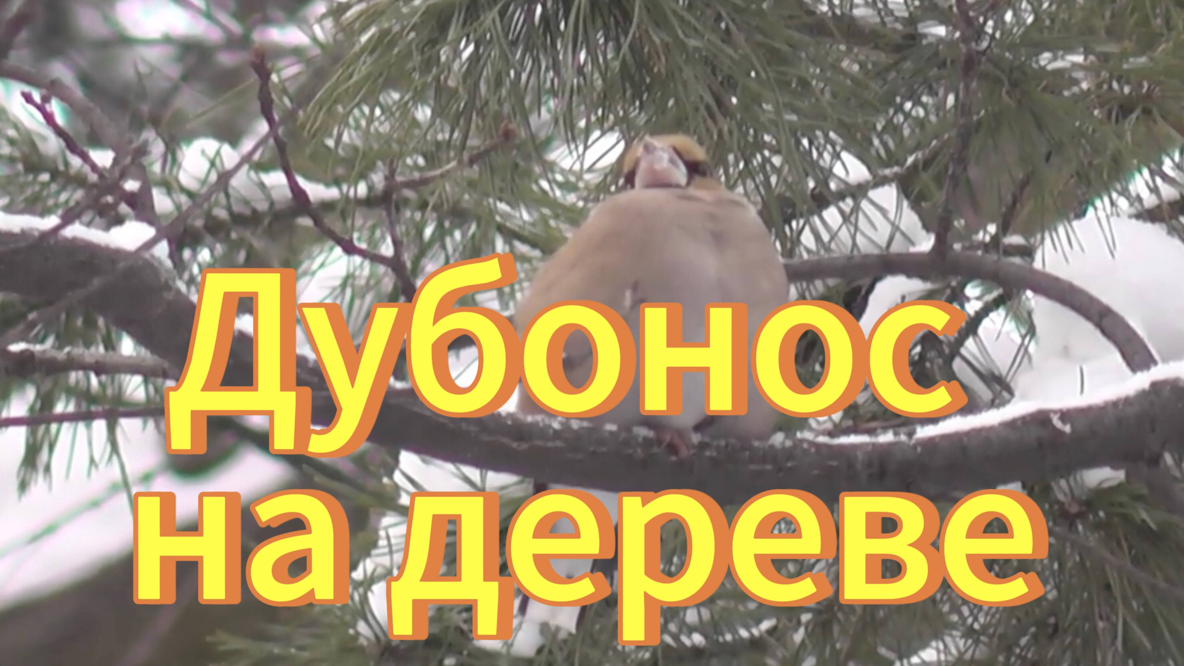 Птицы Новосибирской области. Обыкновенный дубонос сидит на дереве. смотреть онлайн