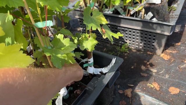 Обновленный ассортимент Винограда плодового в Егорьевском питомнике Никитенко Александра смотреть онлайн