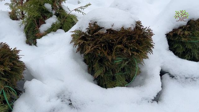 Как в Егорьевском питомнике Никитенко Александра сохраняют туи зимой смотреть онлайн