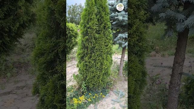 Посадка туй в кашпо, часть 2 #shorts #сад #дача #огород смотреть онлайн