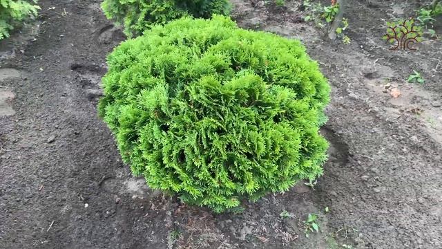 Туя западная Даника (Danica). Обзор смотреть онлайн