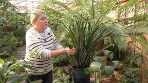 Аспидистра — Растение для ленивых) Выращивание и уход в домашних условиях.