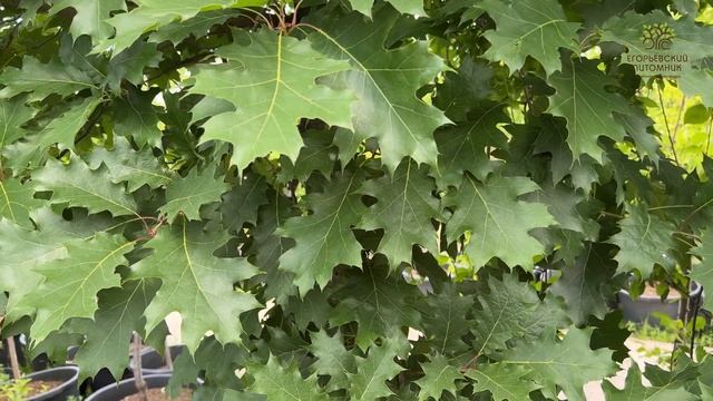 Дуб красный. Обзор от агронома Егорьевского питомника Никитенко Александра смотреть онлайн