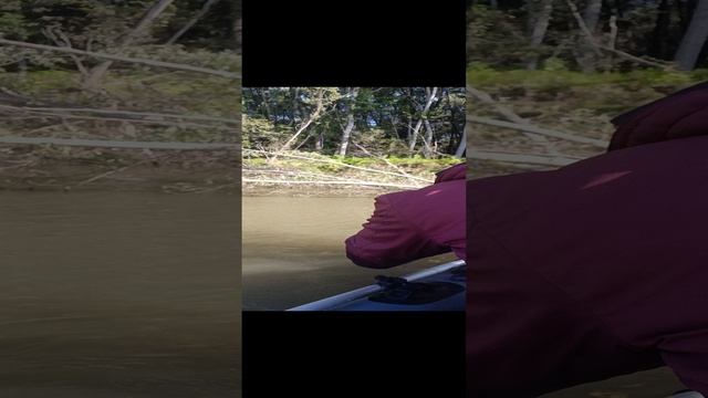 И опять клюнул Лещ на кольцо. смотреть онлайн