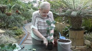 Посадка укоренившихся черенков. Размножение фикуса воздушными отводками.