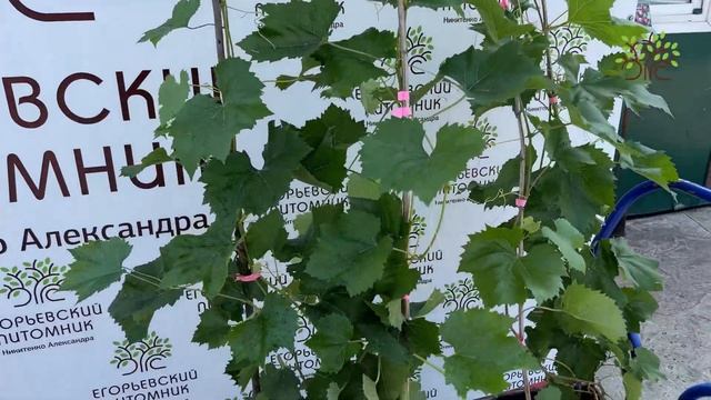Элитные саженцы винограда. Скоро в продаже в Егорьевском питомнике Никитенко Александра смотреть онлайн