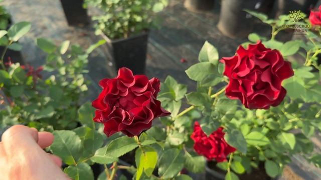 Роза чайно-гибридная Омаж а Барбара в Егорьевском питомнике Никитенко Александра смотреть онлайн