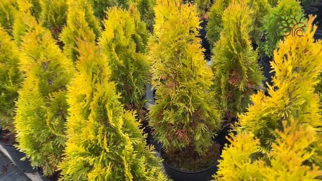 Агроном Егорьевского питомника Никитенко Александра о метаморфозах хвойных осенью смотреть онлайн