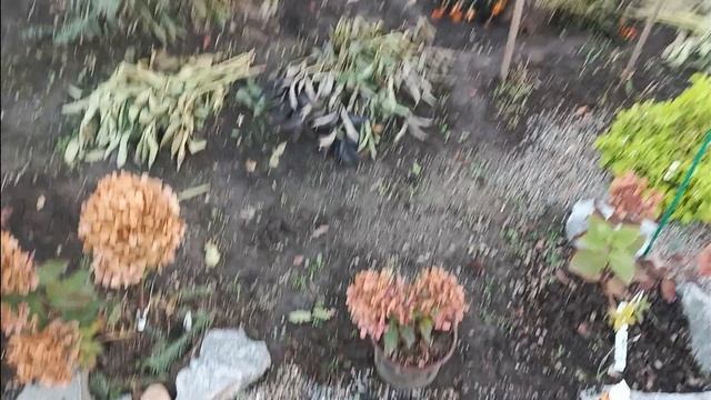 Подкормка гортензий, осенью🌺🌺🌺 смотреть онлайн